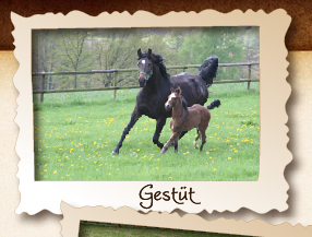 Gestüt