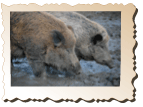 Wildschweine